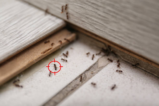 Professional Pest Control in Warr Acres, OK