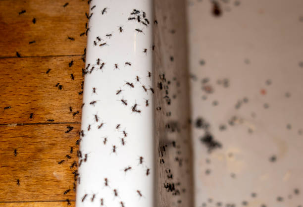 Pest Prevention Services in Warr Acres, OK