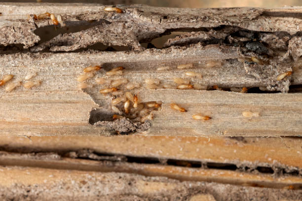 Best Exterminator Services  in Warr Acres, OK