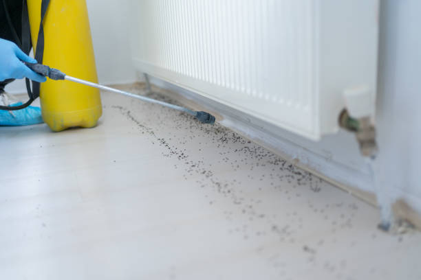 Best Termite Control Services  in Warr Acres, OK